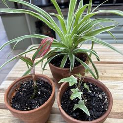 3 Small Plants For $10 