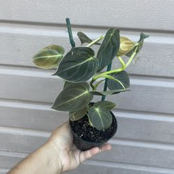 4” Philodendron Melano 