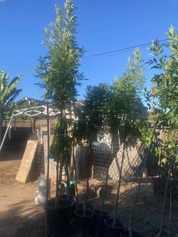 Redwood ash trees