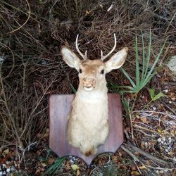 6 Point Deer Mount Brag About The Deal You Got That You Never Shot Lol 🤣 Man cave Conversation Piece $100