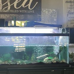 40 Gallon Fish Tank 