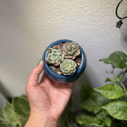 Mini Succulent Arrangement with Pot 🪴
