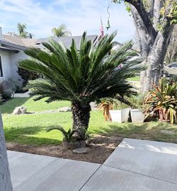 Sago tree