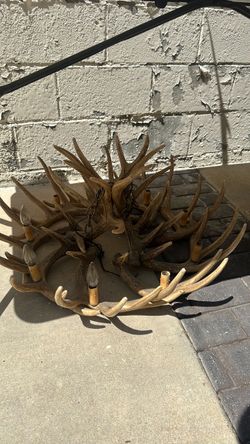 Antler chandeliers