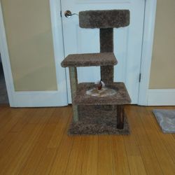 Cat Climbing Tower