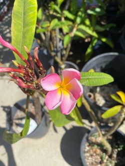 Plumerias very healthy
