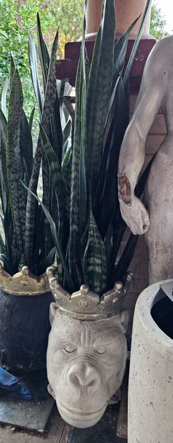 Gorilla planter with dracaena plant
