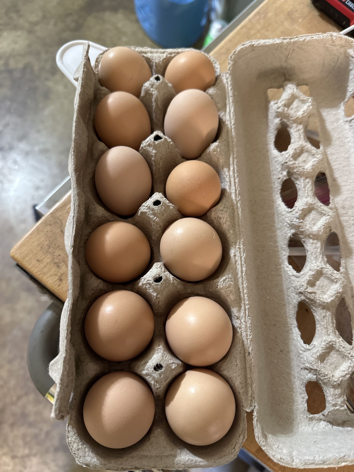 Fresh Eggs