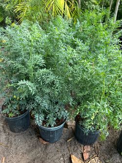 Ruda ( Rue) in 3 gls pot. SPECIAL PRICE 🤩