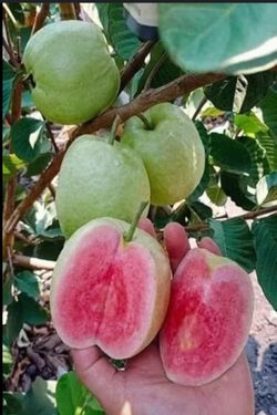 Taiwan Ruby Seedless Guava