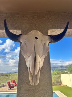 Large bison skull. Perfect condition.