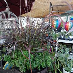 Landscaping, Red Fountain, Sweet Flag, Lily Turf, Platinum Beauty & Love Grass