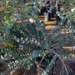 Eucalyptus Gunnii 15gal 