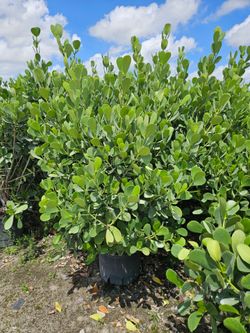 huge clusias podocarpus    instant privacy  Hedge  for fences