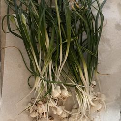 Egyptian Walking Onion Plants 