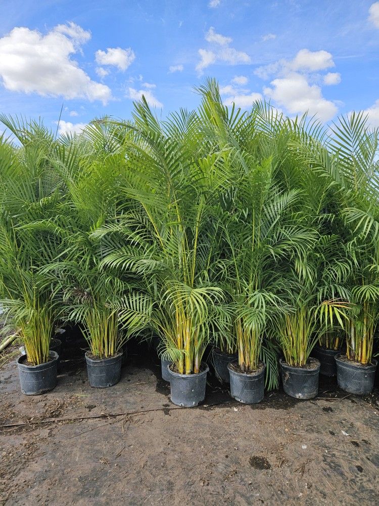 Arecas About 7 Feet Tall Instant Privacy Hedge For Fence Over The Pot Only$35 Best Price 30 Qty