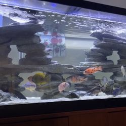 75 Gallon Fish Tank Aquarium 