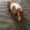 Gary