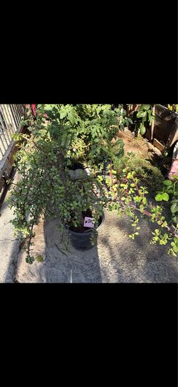 Planta grande de la abundancia
