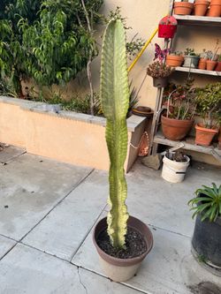Tall variegated African Candelabra Cactus Plant