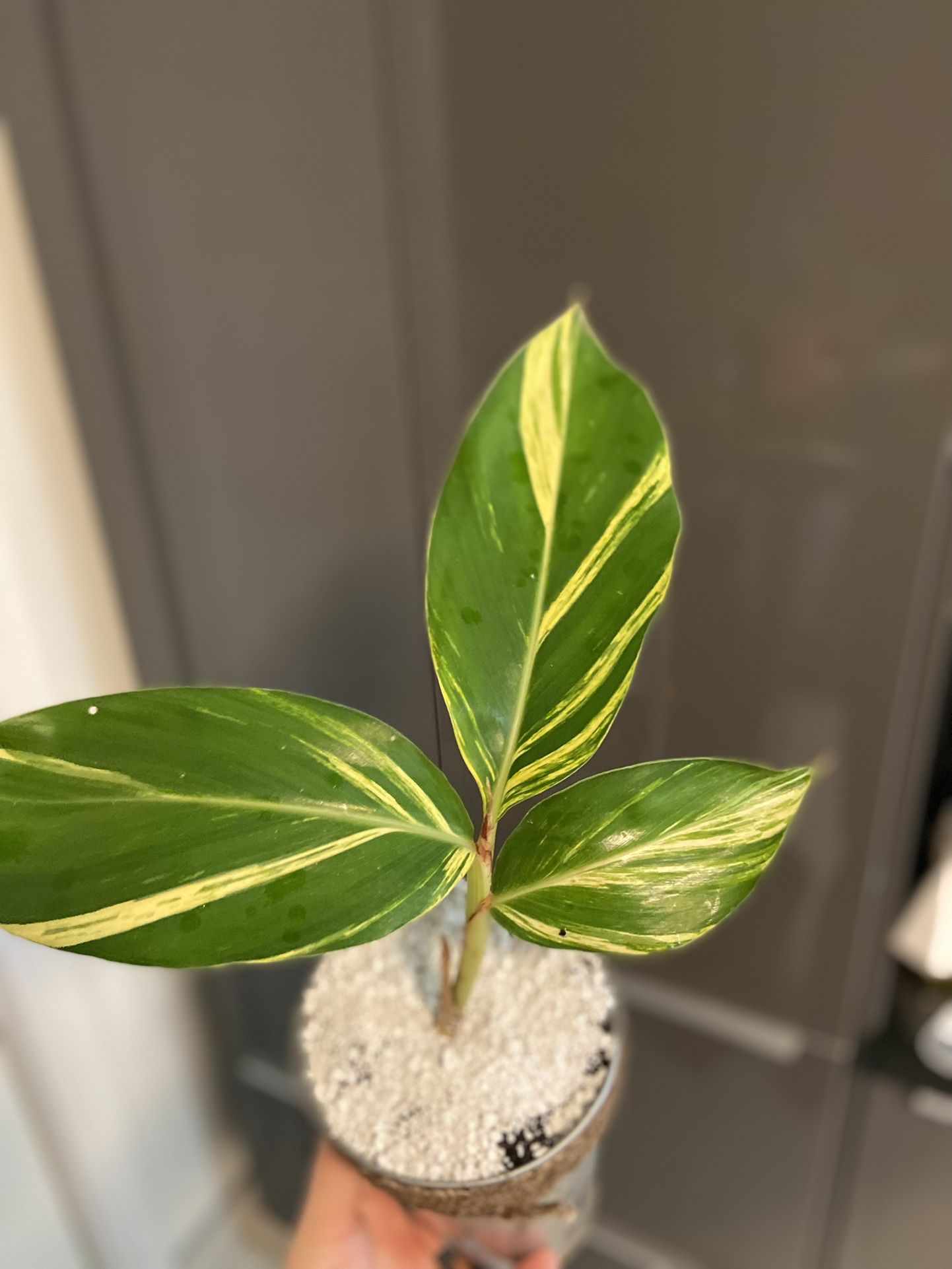 Housplants