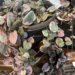 variegated string of hearts 6” pot , 4 feet long , Flowering , $75 