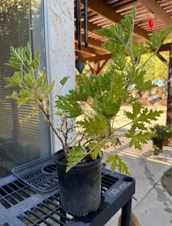Citronella Plant