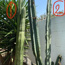 Cactus Plants - You Pull Out