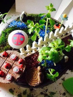 Miniature Fairy Garden...Live Moss And Plants