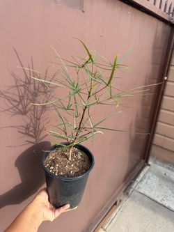 Brachychiton Rupestris in one gallon pot