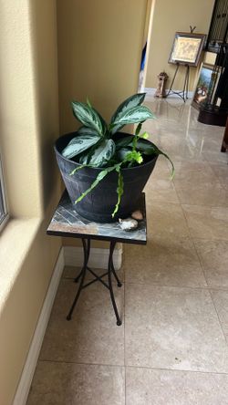 Plant with table