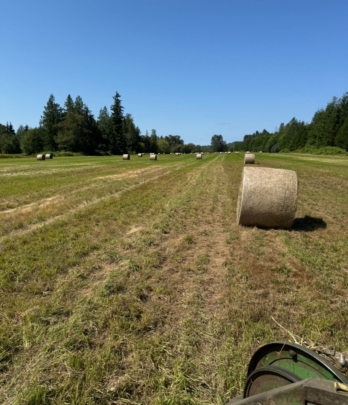Hay