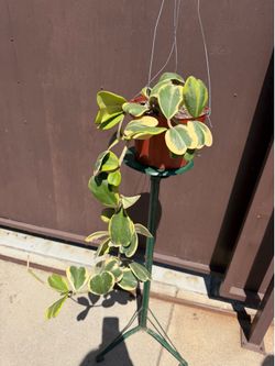8” big hoya Kerri variegated