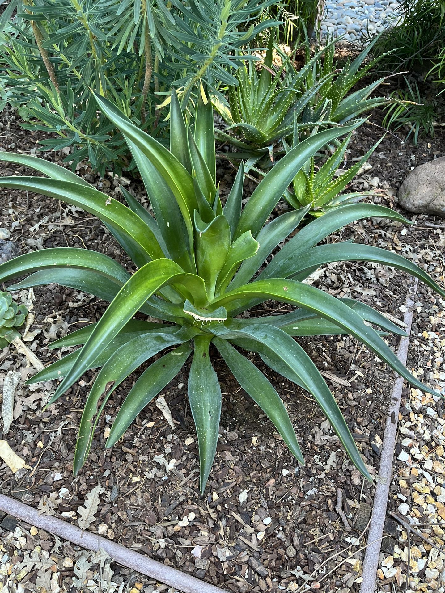 Agave 