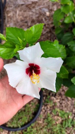 White flower hibiscus plant, rooted, color guaranteed!