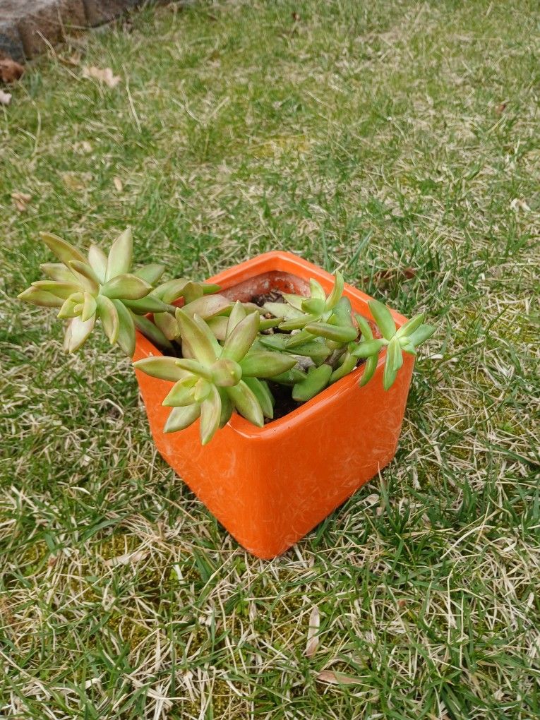 Succulent