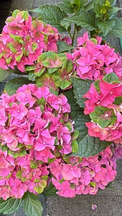 💎 Mysterious Blue & Mysterious Pink Hydrangea – Full 2 Gallon Blooming Plants