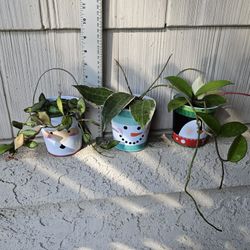 Hoya Plants In Holiday Buckets 🎅🐧⛄️