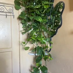 PHOTOS INDOOR AND EXTERIOR PLANTS