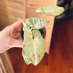 Syngonium Strawberry Confetti in 2" pot Easy indoor live plant