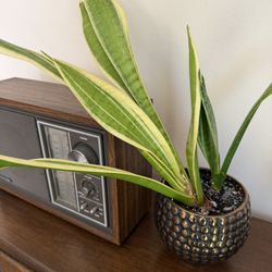 🪴 Snake Plant in Decorative Pot