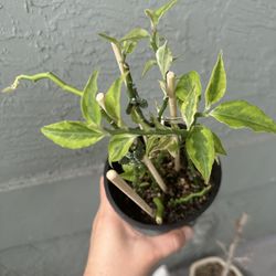 Variegated Devil’s Backbone