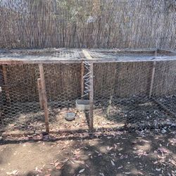 Cage For Birds 