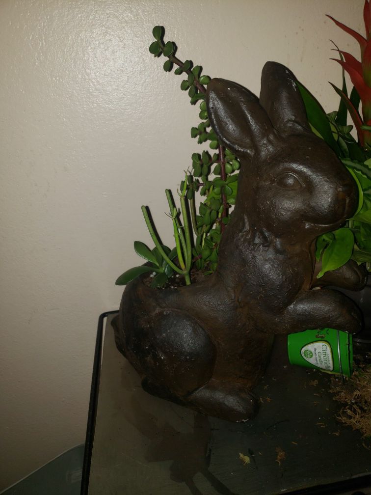 Bunny succulent arrangement