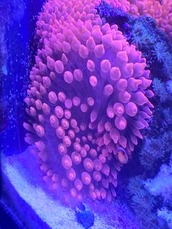 Nephthea Corals