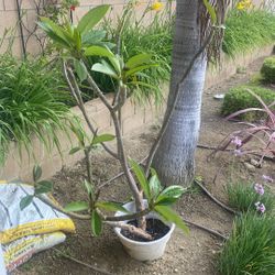 Beautiful Plumeria, Ready To Loo