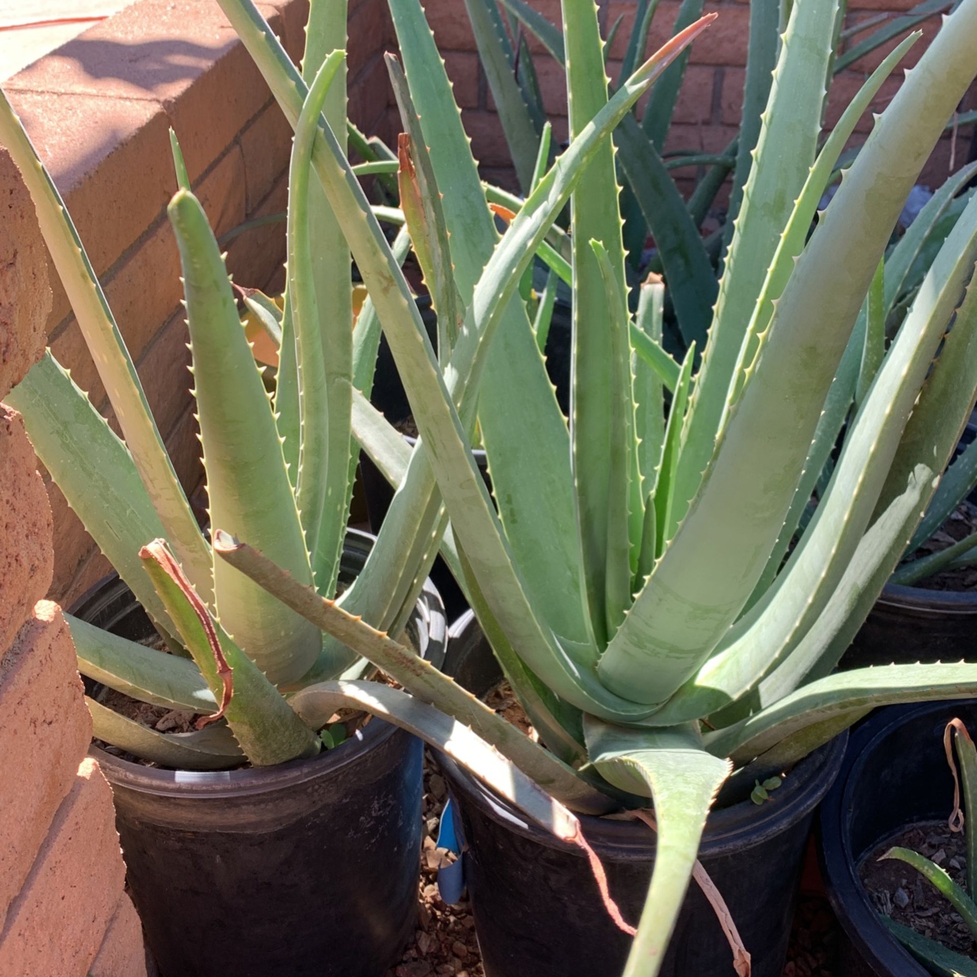 ALOE / Savila