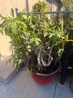 Large mature Crown of thorns & snake plant arrangement