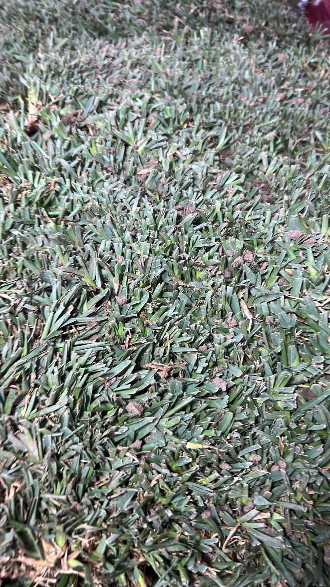 Sat Agustin Grass $6 Ech