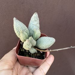 Andromischus Herrey In 3” Pot 